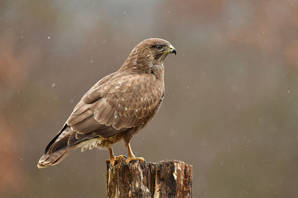 Mäusebussard