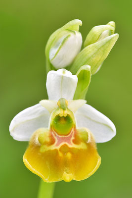 Gelbe Hummelragwurz flavescens