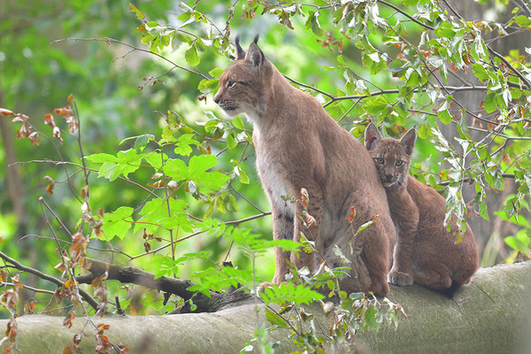 Luchs, Wildpark Anholter Schweiz