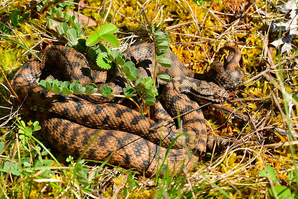 Aspisviper Paarung