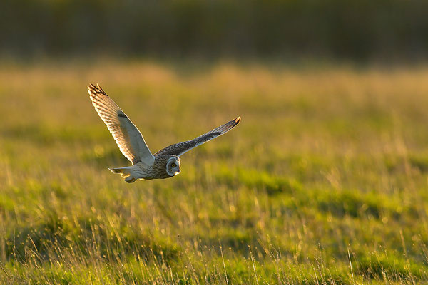 Sumpfohreule im Flug