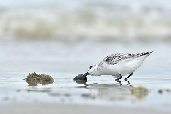Sanderling