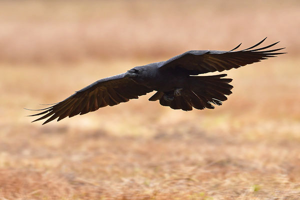 Kolkrabe im Flug