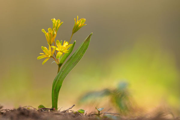 Waldgoldstern