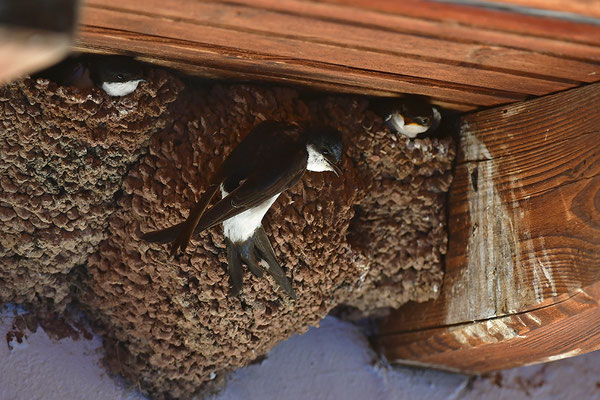 Mehlschwalbe am Nest