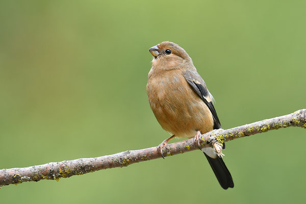 Dompfaff Jungvogel