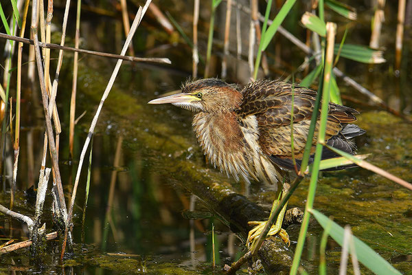Zwergdommel Jungvogel