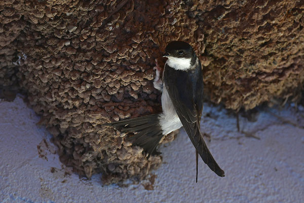 Mehlschwalbe am Nest