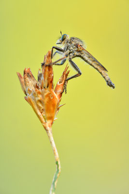 Raubfliege