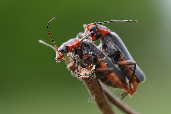 Weichkäfer