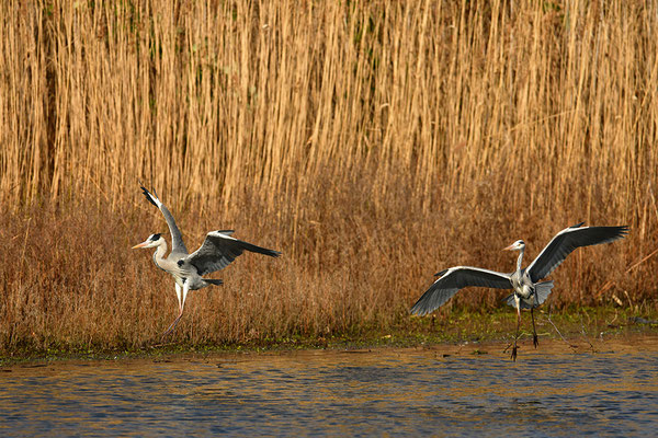 Graureiher im Flug