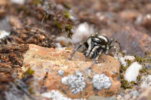 Zebraspringspinne Männchen
