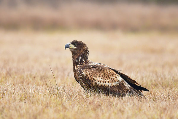 Seeadler