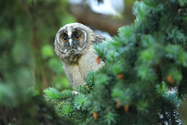 Waldohreule Ästling, Jungvogel