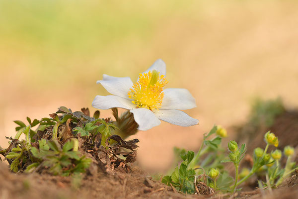 Frühlingsküchenschelle (Pulsatilla vernalis)