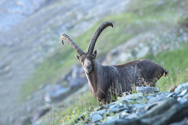 Steinbock