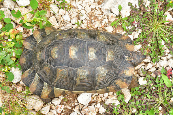 Breitrandschildkröte