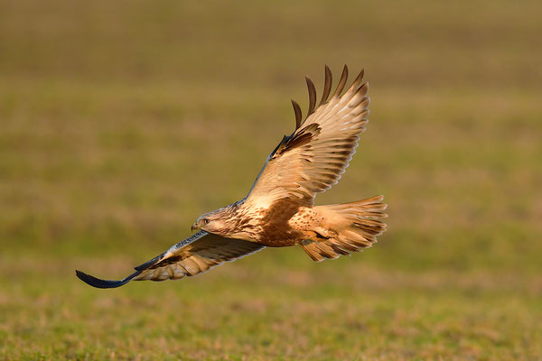 Rauhfußbussard