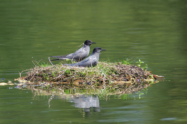 Trauerseeschwalbe Paar