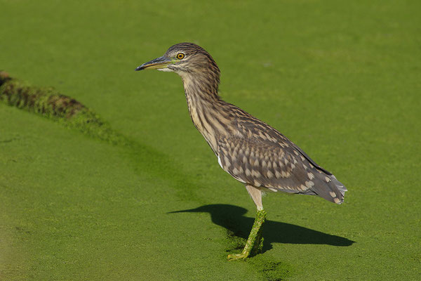 Nachtreiher Jungvogel