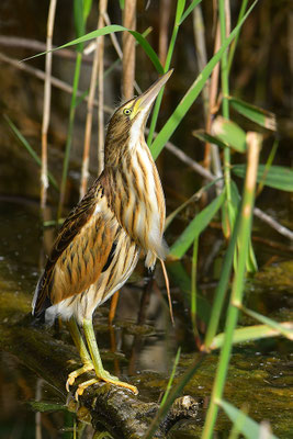Zwergdommel Jungvogel