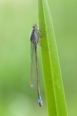 Pechlibelle