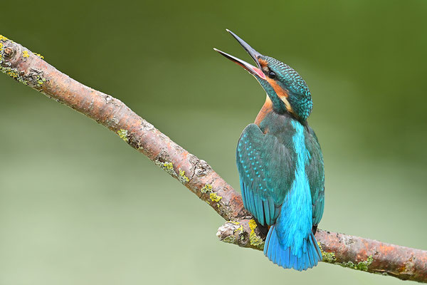 Eisvogel drohend
