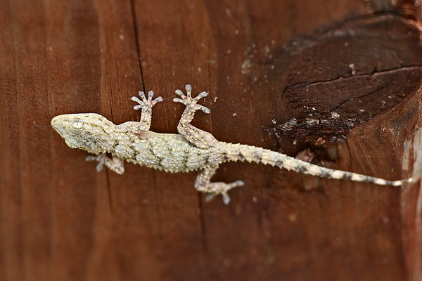 Mauergecko