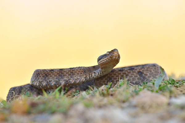 Aspisviper