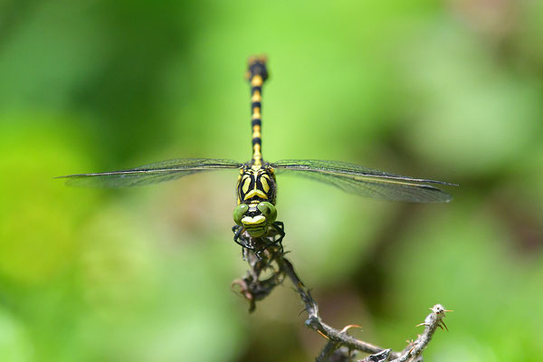 Kleine Zangenlibelle
