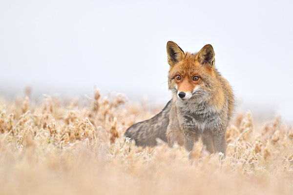 Fuchs