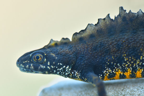 Kammmolch Männchen