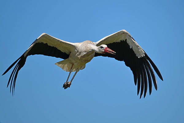 Weißstorch