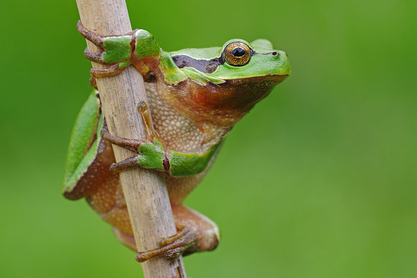 Laubfrosch Männchen