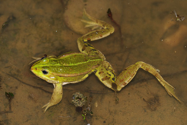 Kleiner Wasserfrosch