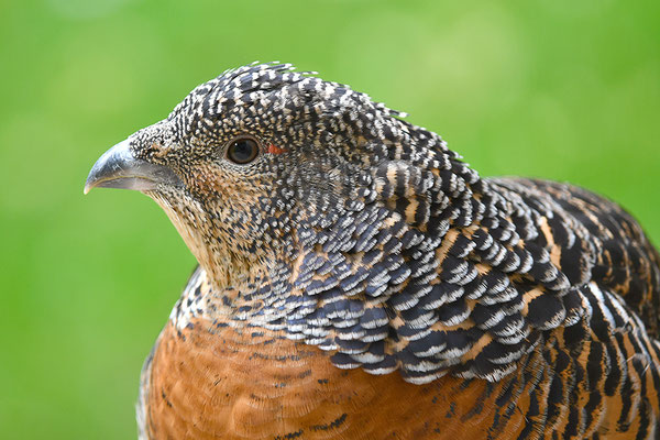 Auerhuhn Kopfportrait