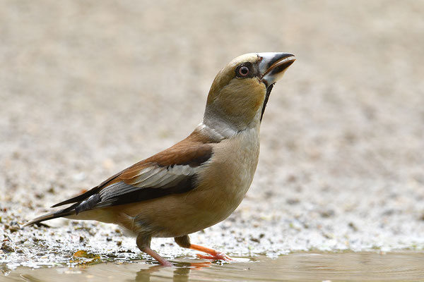 Kernbeißer Weibchen beim Trinken