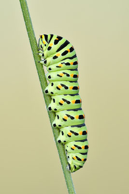Schwalbenschwanz Raupe