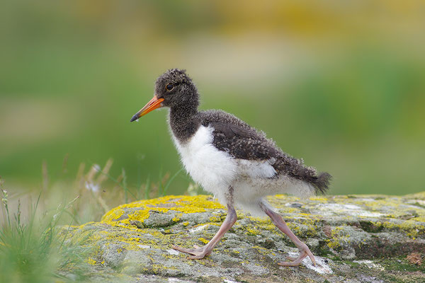 Austernfischer Jungvogel