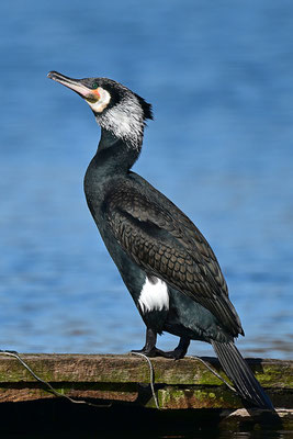 Kormoran