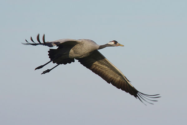 Kranich im Flug