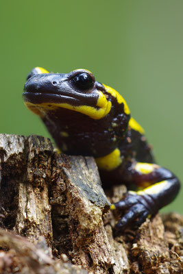 Feuersalamander Kopfportrait