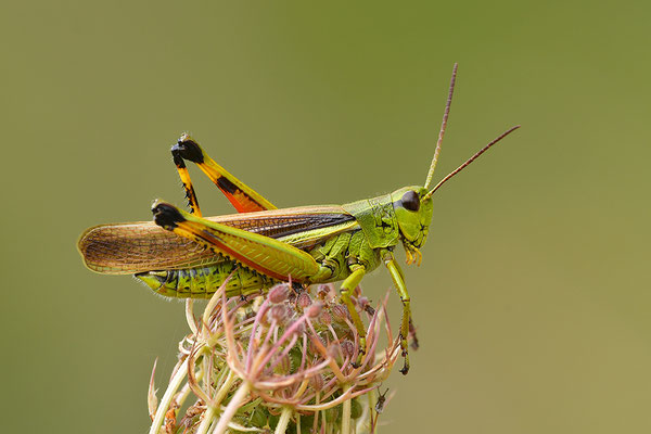 Sumpfschrecke Männchen