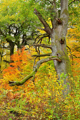 Urwald Sababurg