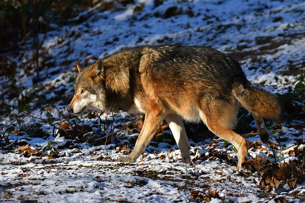 Wolf