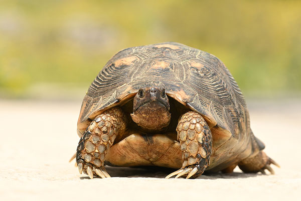 Breitrandschildkröte
