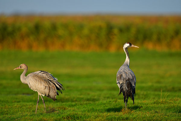 Kranich Altvogel mit Jungvogel