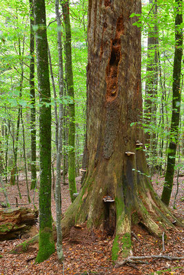 Urwald Bayrischer Wald