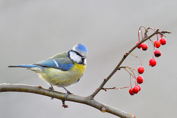 Blaumeise