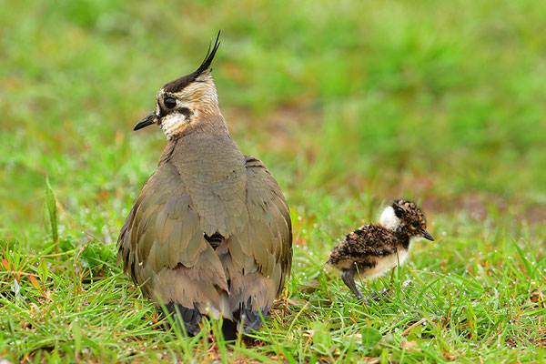 Kiebitz Weibchen mit Jungvogel